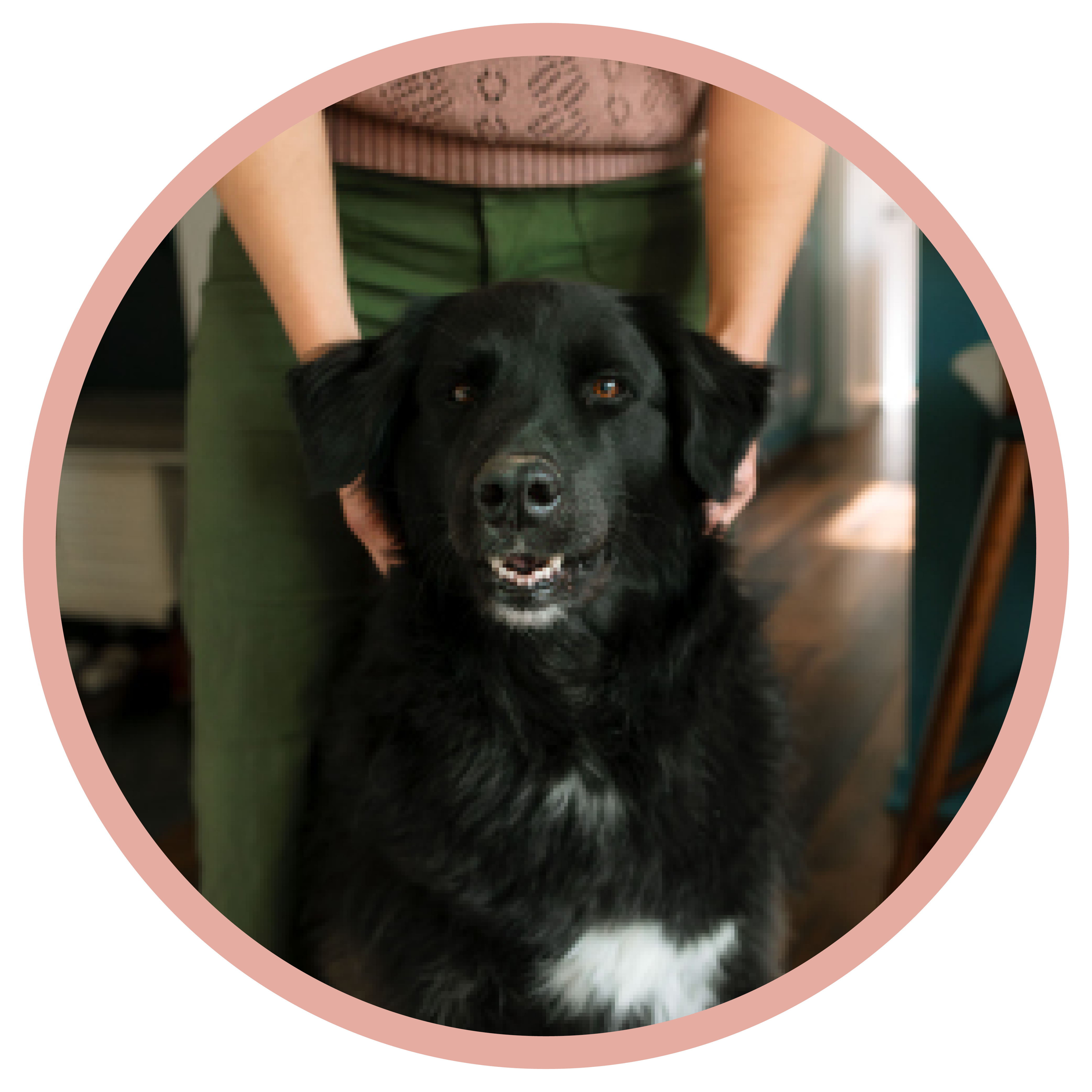 Tingalls Graphic Designer Dog, Sage